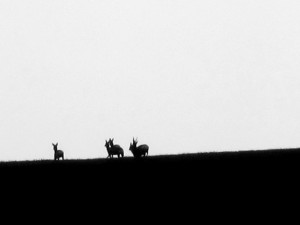 bw-deer-1024 5