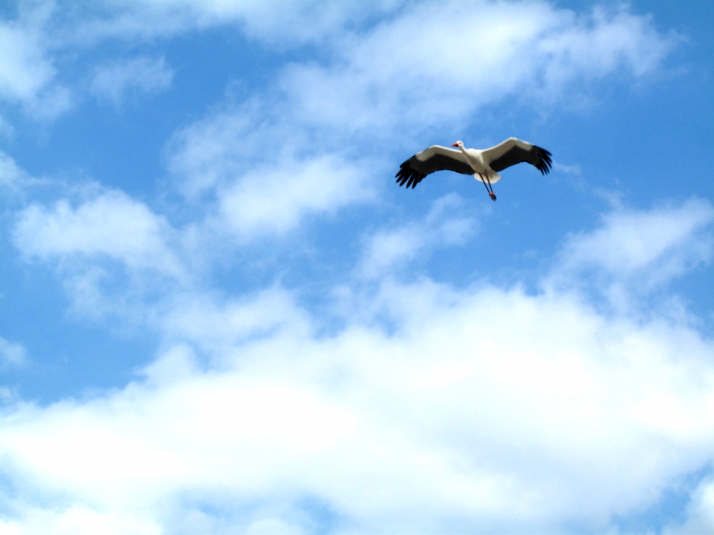stork-1024 1